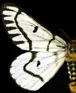 Hemileuca hera